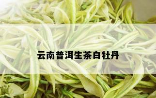 云南普洱生茶白牡丹