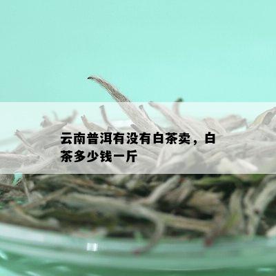 云南普洱有没有白茶卖，白茶多少钱一斤