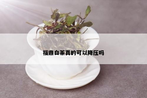 福鼎白茶真的可以降压吗