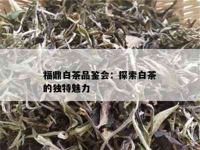 福鼎白茶品鉴会：探索白茶的独特魅力