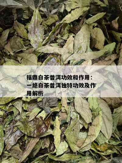 福鼎白茶普洱功效和作用：一绝白茶普洱独特功效及作用解析