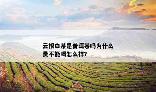 云根白茶是普洱茶吗为什么贵不能喝怎么样？