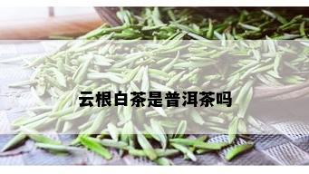 云根白茶是普洱茶吗