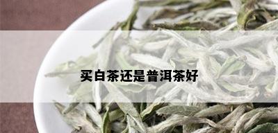 买白茶还是普洱茶好