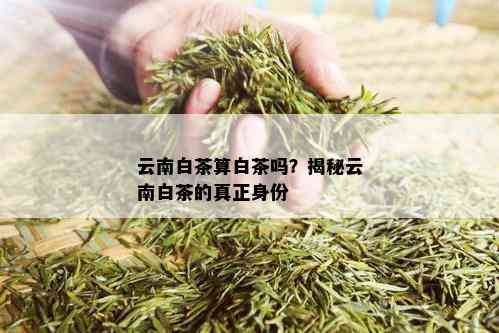 云南白茶算白茶吗？揭秘云南白茶的真正身份