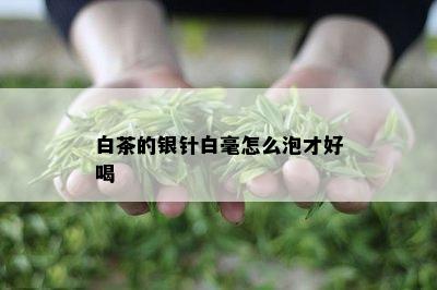 白茶的银针白毫怎么泡才好喝