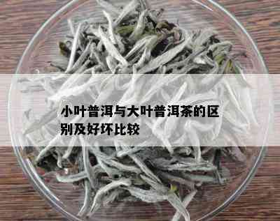 小叶普洱与大叶普洱茶的区别及好坏比较