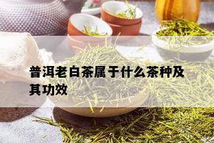 普洱老白茶属于什么茶种及其功效