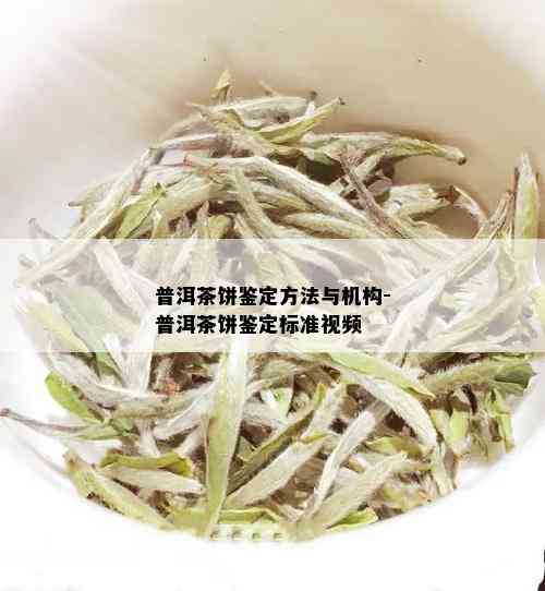 普洱茶饼鉴定方法与机构-普洱茶饼鉴定标准视频