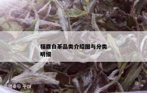 福鼎白茶品类介绍图与分类明细