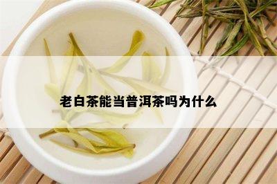 老白茶能当普洱茶吗为什么