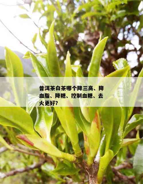 普洱茶白茶哪个降三高、降血脂、降糖、控制血糖、去火更好？