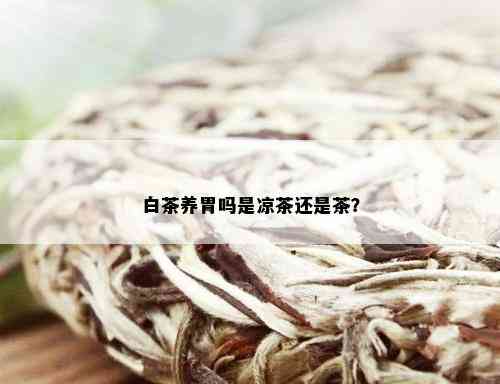 白茶养胃吗是凉茶还是茶？