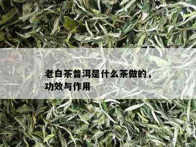 老白茶普洱是什么茶做的，功效与作用