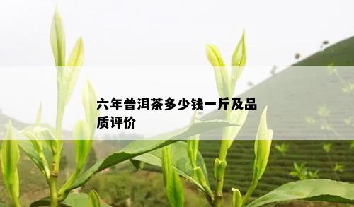 六年普洱茶多少钱一斤及品质评价