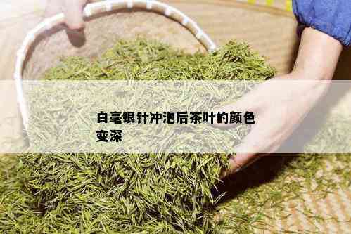 白毫银针冲泡后茶叶的颜色变深