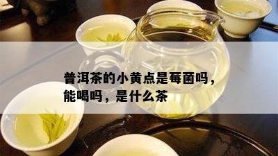 普洱茶的小黄点是莓菌吗，能喝吗，是什么茶