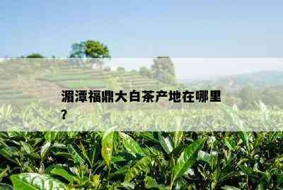 湄潭福鼎大白茶产地在哪里？