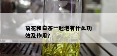 菊花和白茶一起泡有什么功效及作用？