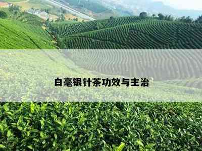 白毫银针茶功效与主治