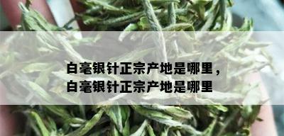 白毫银针正宗产地是哪里，白毫银针正宗产地是哪里