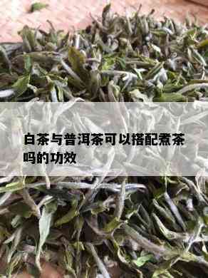 白茶与普洱茶可以搭配煮茶吗的功效