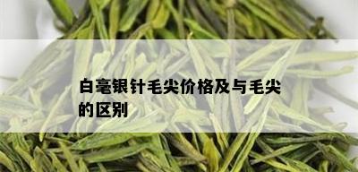 白毫银针毛尖价格及与毛尖的区别