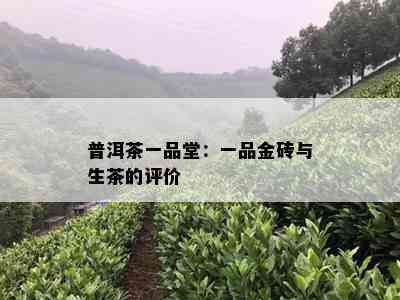 普洱茶一品堂：一品金砖与生茶的评价