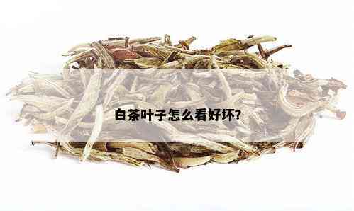 白茶叶子怎么看好坏？