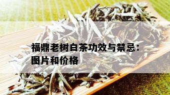 福鼎老树白茶功效与禁忌：图片和价格