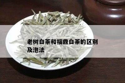 老树白茶和福鼎白茶的区别及泡法