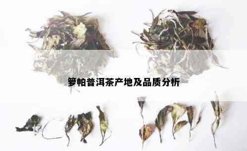 箩帕普洱茶产地及品质分析