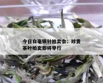 今日白毫银针拍卖会：珍贵茶叶拍卖即将举行