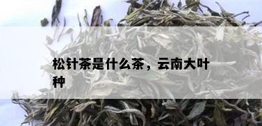 松针茶是什么茶，云南大叶种