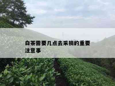 白茶需要几点去采摘的重要注意事