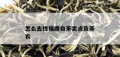 怎么去找福鼎白茶卖点及茶农