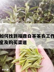 如何找到福鼎白茶茶农工作室及购买渠道