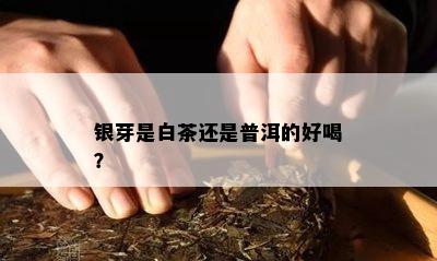 银芽是白茶还是普洱的好喝？