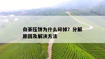 白茶压饼为什么碎掉？分解原因及解决方法