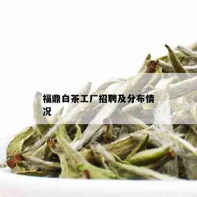 福鼎白茶工厂招聘及分布情况