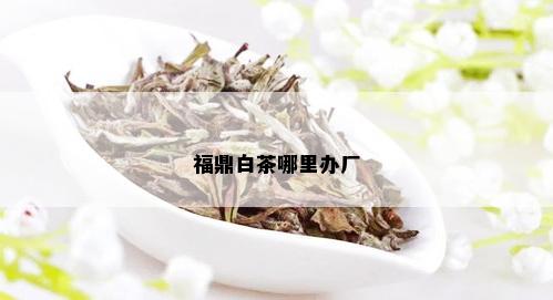 福鼎白茶哪里办厂