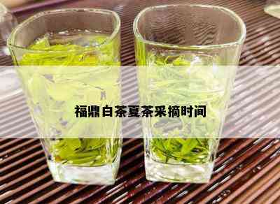 福鼎白茶夏茶采摘时间