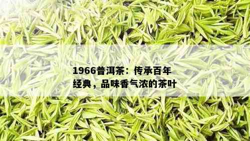 1966普洱茶：传承百年经典，品味香气浓的茶叶