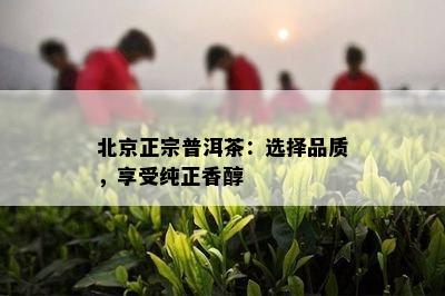 北京正宗普洱茶：选择品质，享受纯正香醇