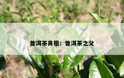 普洱茶鼻祖：普洱茶之父