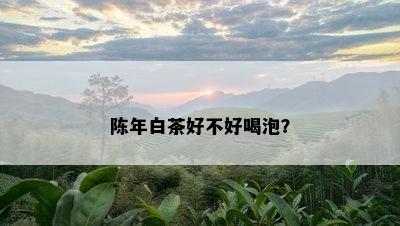 陈年白茶好不好喝泡？