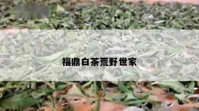 福鼎白茶荒野世家