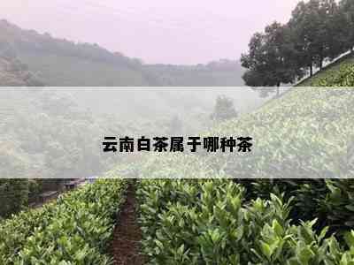 云南白茶属于哪种茶