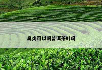 鼻炎可以喝普洱茶叶吗