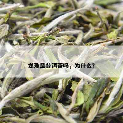 龙珠是普洱茶吗，为什么？